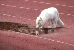 一只狐狸爆料视频,视频背后的惊人真相